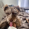 dog, tongue, fluffy, pet, cute, animal, indoor, blanket, cozy, fur, resting, playful, closeup, face, brown, ears, snout, soft, home, companion