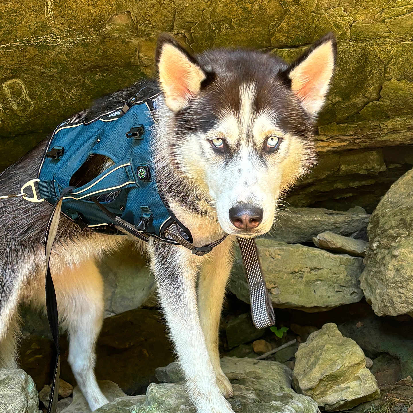 Lucifer is registered to the contest to win money with this photo: accessories, animal, backpack, bag, canine, dog, eskimodog, flagstone, hound, husky, nature, outdoors, path, pet, puppy, rock, slate, soil, strap, walkway
