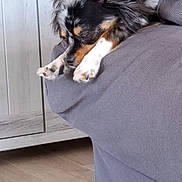 Zuma participe au concours pour gagner de l'argent avec cette photo : dog, sleeping, merle_coat, small_dog, couch, armrest, indoor, home, furniture, wooden_floor, relaxing, pet, canine, fur, ears, paw, napping, cozy, domestic, resting