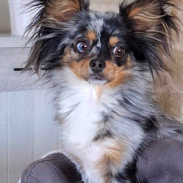 Zuma participe au concours pour gagner de l'argent avec cette photo : animal, black, canine, couch, curious, cute, dog, ears, eyes, fur, furniture, gray, home, indoor, pet, plant, portrait, small_dog, tan, white