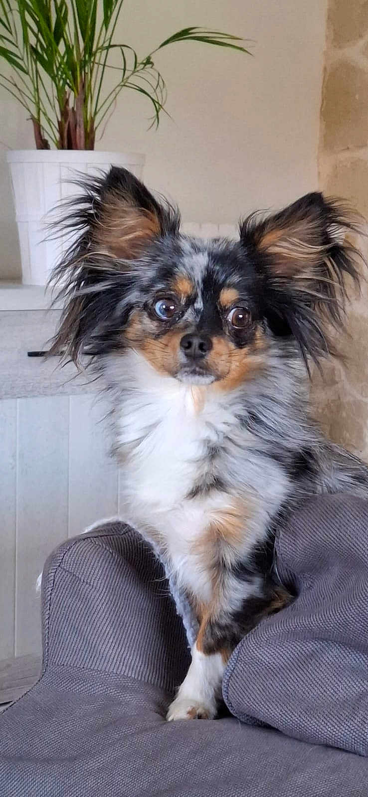 Zuma participe au concours pour gagner de l'argent avec cette photo : dog, pet, indoor, couch, plant, fur, ears, eyes, animal, furniture, home, canine, portrait, cute, small_dog, gray, white, black, tan, curious