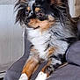 Zuma a rejoint le concours — aidez-le/la à gagner de superbes lots ! dog, small_dog, long_hair, tri_color, perky_ears, alert_expression, indoor, furniture, gray_fabric, pet, animal, cute, fluffy, sitting, paw, wooden_floor, relaxed, household, close_up, companion