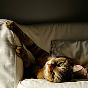 Bibiche a rejoint le concours — aidez-le/la à gagner de superbes lots ! cat, tabby_cat, couch, indoor, relaxing, sunlight, green_eyes, paw, whiskers, striped_fur, pet, feline, resting, cozy, domestic_animal, comfortable, sofa, living_room, animal, cute