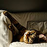 cat, tabby_cat, couch, indoor, relaxing, sunlight, green_eyes, paw, whiskers, striped_fur, pet, feline, resting, cozy, domestic_animal, comfortable, sofa, living_room, animal, cute