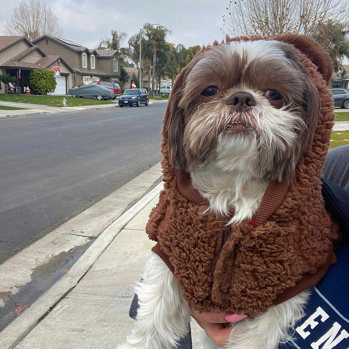 Wino joined the competition — help win amazing prizes! animal, brown, car, casual, cloudy_sky, cute, dog, furry, holding, hoodie, houses, outdoor, pet, sidewalk, street, suburban, trees, walking, white_fur, winter_clothing