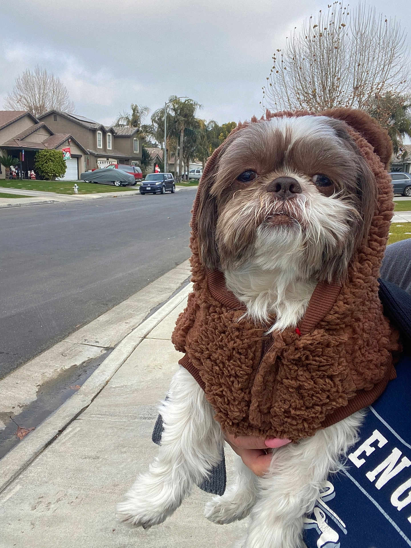Wino joined the competition — help win amazing prizes! dog, pet, hoodie, brown, white_fur, sidewalk, suburban, street, trees, houses, car, cloudy_sky, outdoor, cute, animal, furry, walking, holding, casual, winter_clothing