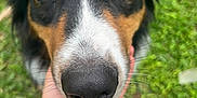 Odin joined the competition — help win amazing prizes! animal, black, brown, canine, close_up, companion, dog, face, friendly, fur, grass, hand, happy, nature, nose, outdoor, pet, playful, smile, white