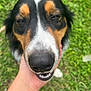 Odin joined the competition — help win amazing prizes! dog, close_up, nose, happy, hand, pet, outdoor, grass, animal, canine, black, white, brown, face, smile, friendly, fur, nature, playful, companion
