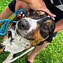 dog, wet, person, hand, leash, grass, outdoor, black_sandal, fingernails, white_nails, face, fur, closeup, washing, relaxed, tri_color, paw, summer, playful, pet_care