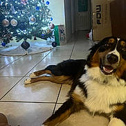 Odin joined the competition — help win amazing prizes! dog, indoor, christmas_tree, holiday_decorations, tile_floor, box, lights, ornaments, black_and_brown_dog, white_fur, smiling, reclining, home, festive, decor, animal, pet, celebration, relaxed, human_hand