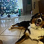 dog, indoor, christmas_tree, holiday_decorations, tile_floor, box, lights, ornaments, black_and_brown_dog, white_fur, smiling, reclining, home, festive, decor, animal, pet, celebration, relaxed, human_hand