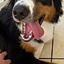 Odin joined the competition — help win amazing prizes! dog, tongue_out, happy, pet, hand, fur, floor_tiles, indoor, brown, black, white, closeup, animal, canine, smiling, cheerful, domestic_animal, playful, background_blur, holiday_decoration
