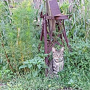 Puss Kitty is registered to the contest to win money with this photo: cat, tabby, grass, plants, garden, rusty, tool, old, wooden_fence, outdoor, nature, greenery, animal, pet, sitting, curious, feline, vegetation, yard, rust