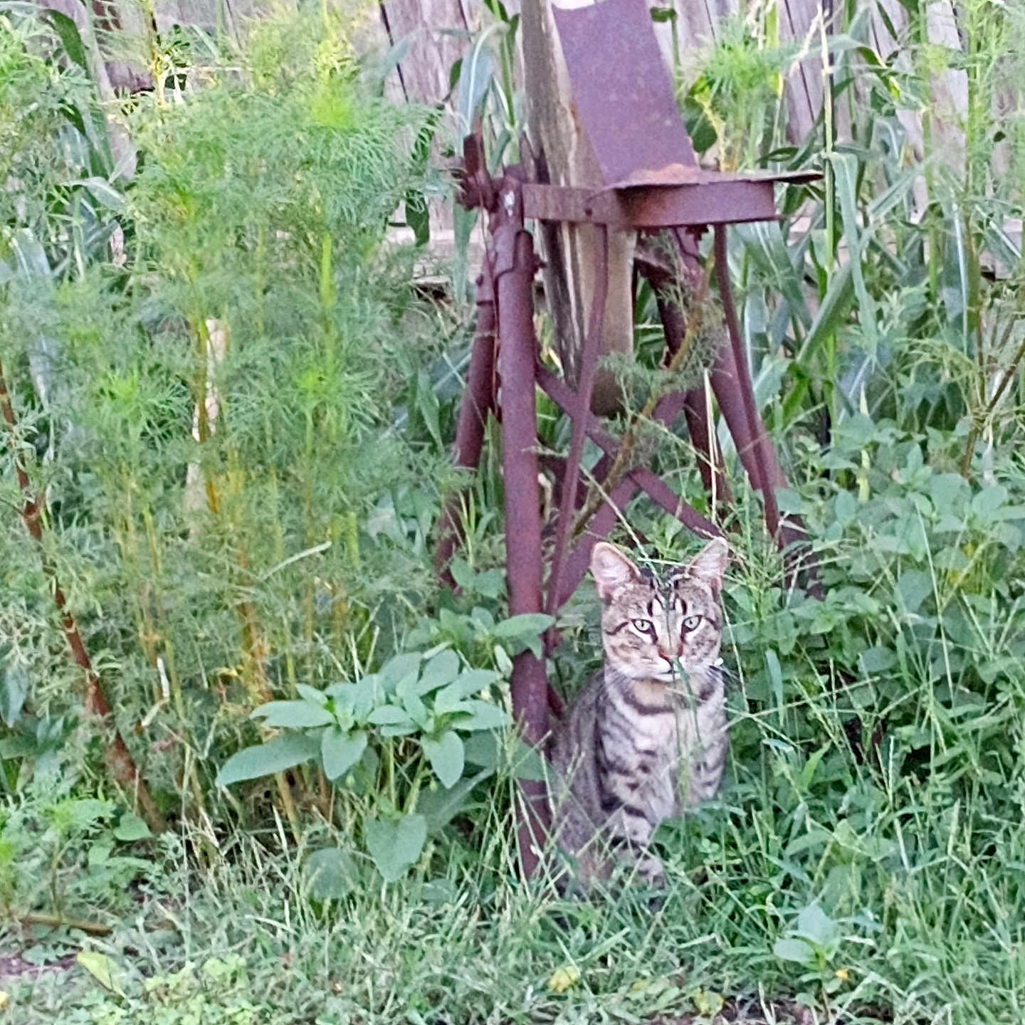 Puss Kitty is registered to the contest to win money with this photo: animal, cat, curious, feline, garden, grass, greenery, nature, old, outdoor, pet, plants, rust, rusty, sitting, tabby, tool, vegetation, wooden_fence, yard