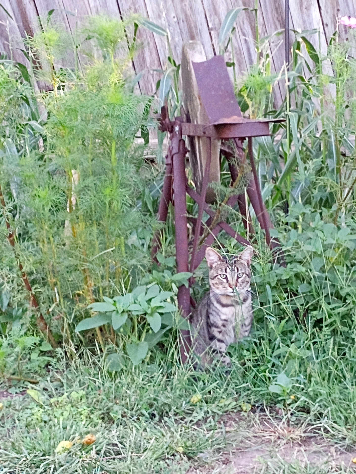 Puss Kitty is registered to the contest to win money with this photo: cat, tabby, grass, plants, garden, rusty, tool, old, wooden_fence, outdoor, nature, greenery, animal, pet, sitting, curious, feline, vegetation, yard, rust