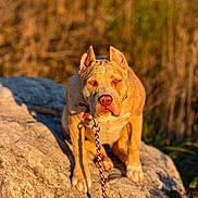 Armany a rejoint le concours — aidez-le/la à gagner de superbes lots ! braided_leash, closeup, collar, dog, ears, fur, golden_hour, grass, leash, looking_at_camera, nature, nose, outdoors, paws, pet, pit_bull, portrait, rock, sitting, sunset