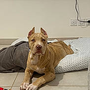 Armany participe au concours pour gagner de l'argent avec cette photo : animal, brindle, calm, canine, dog, domestic_animal, ears_cropped, electrical_outlet, floor, fur, indoor, light, looking_at_camera, mammal, pet_bed, plush_toy, resting, tile, toy, wall