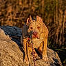 Armany participe au concours pour gagner de l'argent avec cette photo : animal, close_up, collar, dog, ears, expression, field, golden_hour, grass, leash, muzzle, nature, outdoors, paws, pet, pitbull, portrait, rock, sitting, sunlight