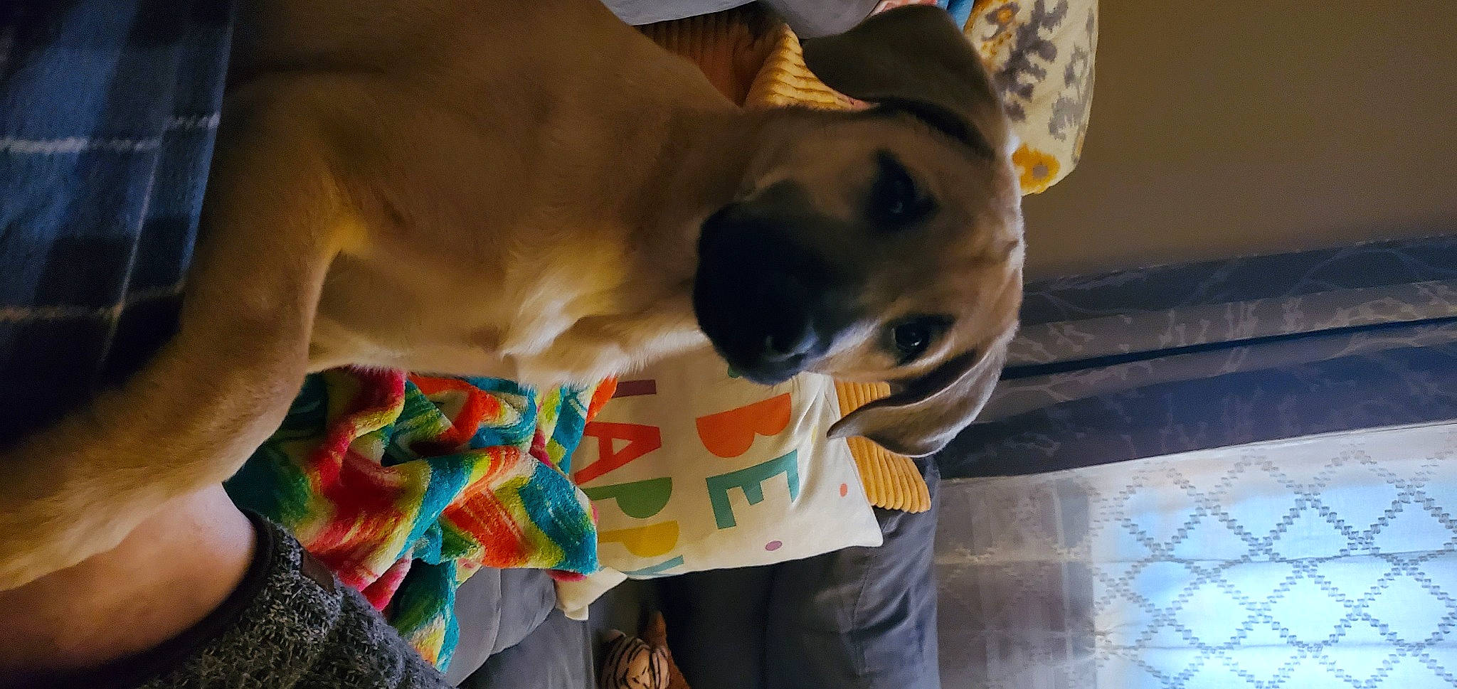 Maggie Mae joined the competition — help win amazing prizes! canidae, carnivore, collar, comfort, companion_dog, dog, dog_breed, dog_collar, dog_supply, ear, fawn, fur, guard_dog, hat, pet_supply, selfie, snout, sporting_group, whiskers, working_animal