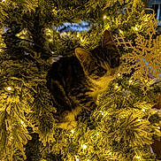 Paws joined the competition — help win amazing prizes! animal, cat, christmas_tree, closeup, cozy, curious, decorations, fairy_lights, feline, festive, greenery, holiday, indoor, kitten, ornament, playful, snowflake, soft_lighting, tabby, winter