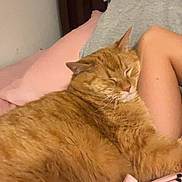 Tee is registered to the contest to win money with this photo: bedroom, blanket, cat, closeup, clothing, comfort, cozy, domestic_cat, fur, gray, human_arm, indoor, orange_tabby, pet, pillow, pink, polka_dot, relaxation, resting, sleeping
