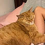 bedroom, blanket, cat, closeup, clothing, comfort, cozy, domestic_cat, fur, gray, human_arm, indoor, orange_tabby, pet, pillow, pink, polka_dot, relaxation, resting, sleeping