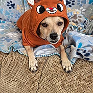 Reno joined the competition — help win amazing prizes! dog, pet, hoodie, costume, couch, blanket, paw_prints, indoor, cozy, cute, animal, fur, ears, face, resting, carpet, texture, brown, fabric, relaxed