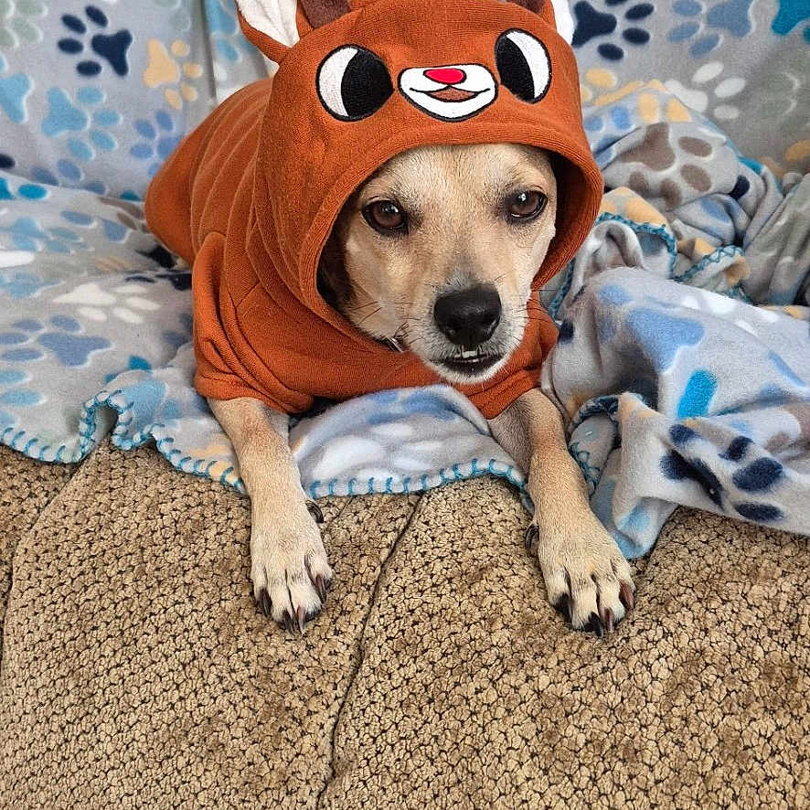 Reno joined the competition — help win amazing prizes! animal, blanket, brown, carpet, costume, couch, cozy, cute, dog, ears, fabric, face, fur, hoodie, indoor, paw_prints, pet, relaxed, resting, texture