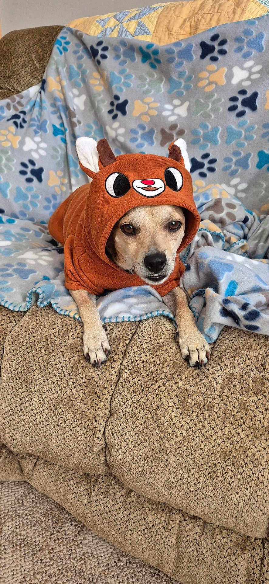 Reno joined the competition — help win amazing prizes! dog, pet, hoodie, costume, couch, blanket, paw_prints, indoor, cozy, cute, animal, fur, ears, face, resting, carpet, texture, brown, fabric, relaxed