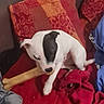 dog, white_dog, black_patch, bone_toy, chewing, blanket, red_blanket, orange_blanket, indoor, pet, fur, canine, animal, cozy, playing, resting, cute, companion, home, relaxed