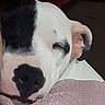 dog, sleeping, close_up, black_and_white, face, nose, ear, blanket, cozy, rest, pet, fur, animal, cute, relaxed, indoors, soft, comfort, portrait, peaceful