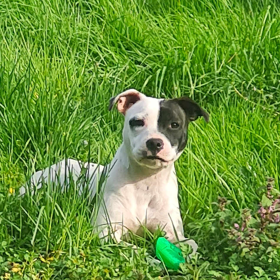 Nala