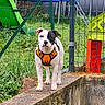 dog, orange_harness, outdoor, grass, fence, garden, toy, playground, pet, animal, standing, greenery, yard, canine, sidewalk, nature, cute, young_dog, leash, daylight