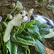 Milkshake joined the competition — help win amazing prizes! animal, cat, croc_shoe, curious, footwear, garden, green_leaves, ground, hose_nozzle, leaf, leafy_plant, nature, outdoor, pet, plant, playful, soil, tabby_fur, white_fur, wide_eyes