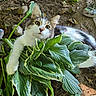 animal, cat, croc_shoe, curious, footwear, garden, green_leaves, ground, hose_nozzle, leaf, leafy_plant, nature, outdoor, pet, plant, playful, soil, tabby_fur, white_fur, wide_eyes