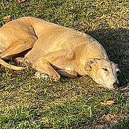 Fiona a rejoint le concours — aidez-le/la à gagner de superbes lots ! animal, calm, canine, daylight, dog, grass, leaf, lying_down, mammal, nature, outdoor, pet, quiet, relaxed, resting, shadow, sleepy, summer, sunlight, tan_dog
