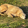 animal, calm, canine, daylight, dog, grass, leaf, lying_down, mammal, nature, outdoor, pet, quiet, relaxed, resting, shadow, sleepy, summer, sunlight, tan_dog