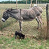 Fiona a rejoint le concours — aidez-le/la à gagner de superbes lots ! animal, canine, chain_link_fence, daytime, dog, domestic_animal, donkey, farm, fence, field, grass, greenery, herbivore, nature, outdoor, pasture, pet, quiet, rural, small_dog