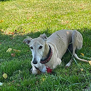 Fiona a rejoint le concours — aidez-le/la à gagner de superbes lots ! bushes, close_up, collar, dog, ears, grass, greenery, greyhound, lawn, lying_down, mammal, muzzle, outdoor, pet, portrait, relaxed, shadow, sunlight, tassel, whippet