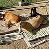 animal_portrait, blankets, canines, concrete, dogs, fluffy_dog, grass, leisure, lying_down, mats, outdoor, patio, pet_bed, relaxing, shadows, sighthound, sitting, small_dog, sunlight, three_dogs