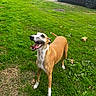 animal, ball, brown_and_white, daylight, dog, garden, grass, greenery, happy, open_mouth, outdoors, parked_car, pet, portrait, short_hair, smiling, soccer_ball, standing, teeth, whippet