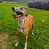 animal, cloudy_sky, dog, fence, garden, grass, greyhound, happy, lawn, long_legged, open_mouth, outdoor, parked_car, pet, smiling, standing, tan_coat, teeth, tongue, white_chest