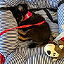 puppy, dog, sleeping, harness, leash, striped, cushion, plush_toy, indoor, pet, cozy, resting, black, tan, fabric, soft, cute, animal, nap, comfort