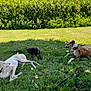 dog, puppy, grass, outdoor, nature, greenery, sunlight, leash, collar, hedge, relaxed, pet, animal, canine, playing, summer, daytime, mammal, field, park