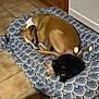 dog, sleeping, blanket, indoor, tile_floor, wooden_wall, heater, brown_dog, black_dog, toy, pet, cozy, resting, animal, companion, curled_up, floor, domestic, cute, peaceful