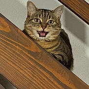 Kacy a rejoint le concours — aidez-le/la à gagner de superbes lots ! cat, tabby, wood, staircase, indoor, pet, animal, feline, meowing, curious, whiskers, ears, face, mouth, expression, home, shadow, wall, closeup, looking