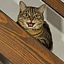 cat, tabby, wood, staircase, indoor, pet, animal, feline, meowing, curious, whiskers, ears, face, mouth, expression, home, shadow, wall, closeup, looking