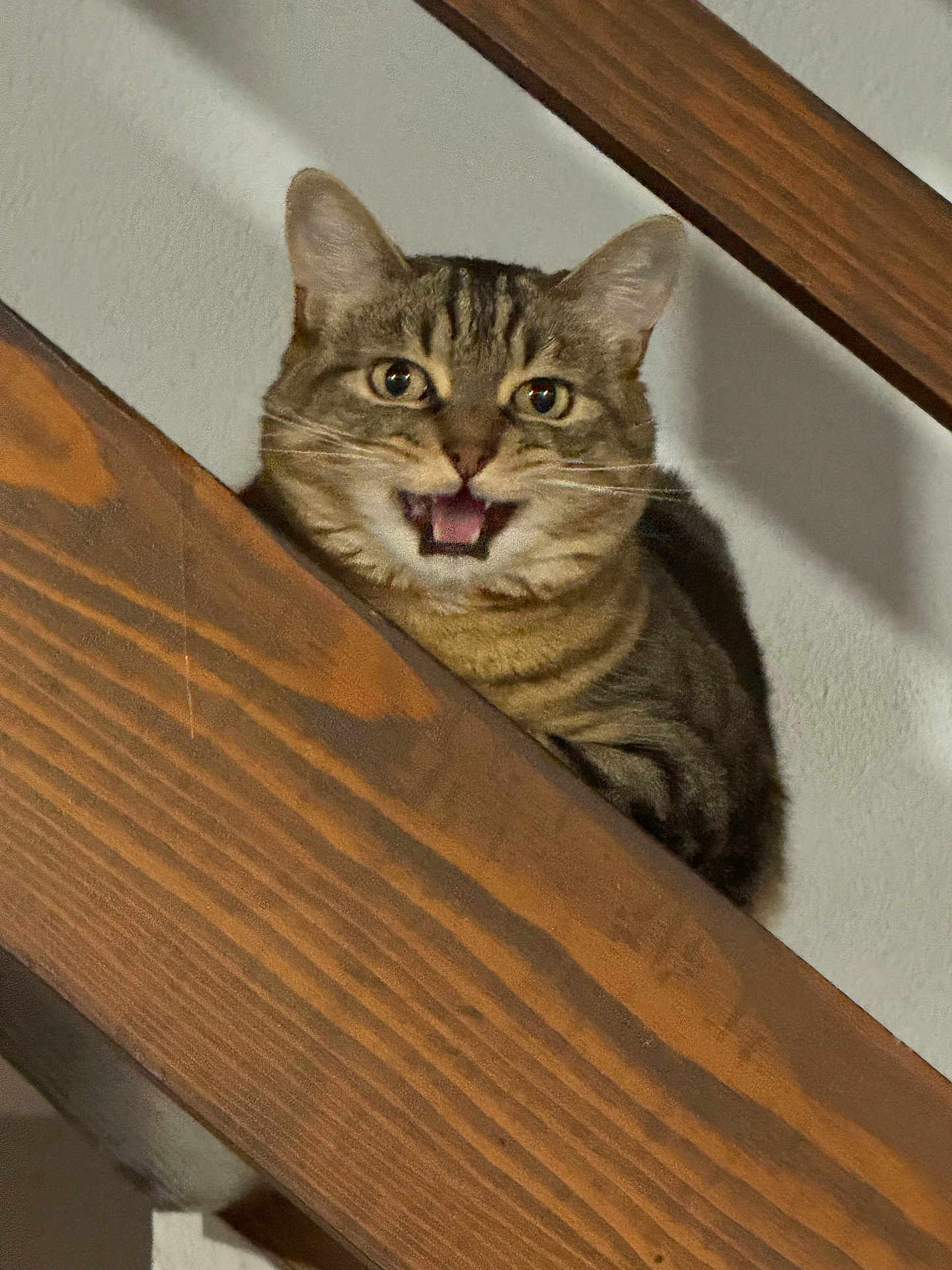 Kacy a rejoint le concours — aidez-le/la à gagner de superbes lots ! cat, tabby, wood, staircase, indoor, pet, animal, feline, meowing, curious, whiskers, ears, face, mouth, expression, home, shadow, wall, closeup, looking