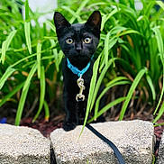 Mr. Whiskers is registered to the contest to win money with this photo: alert, animal, black_cat, closeup, collar, curious, daylight, eyes, fur, garden_stones, grass, green_plants, kitten, leash, nature, outdoor, pet, small_animal, whiskers, young_cat