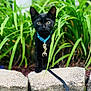 alert, animal, black_cat, closeup, collar, curious, daylight, eyes, fur, garden_stones, grass, green_plants, kitten, leash, nature, outdoor, pet, small_animal, whiskers, young_cat
